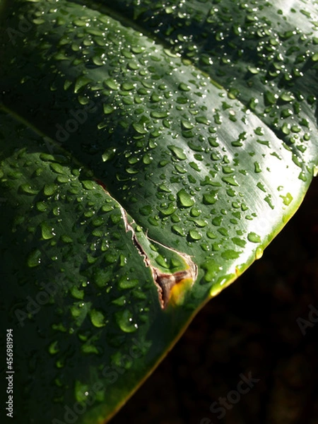Obraz Rosée sur feuille