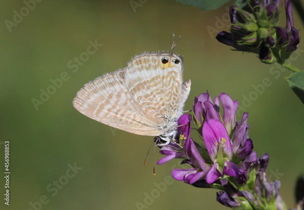 Fototapeta Lampides boeticus
