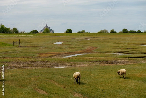 Obraz mount saint michel and sheep