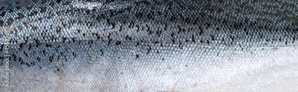 Obraz Panoramic texture of fish scales (salmon).