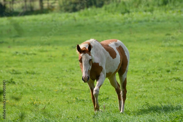 Obraz horse in a meadow