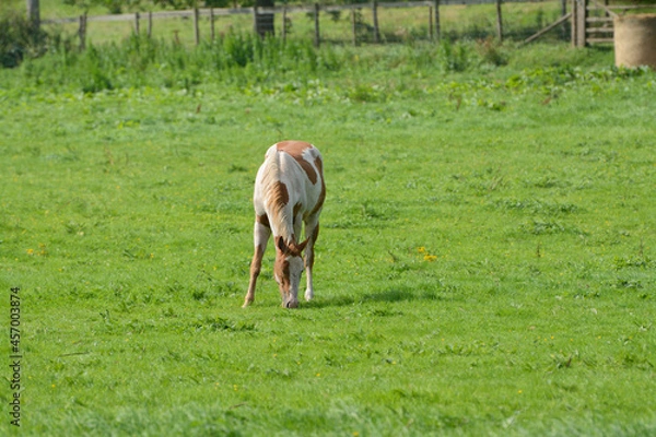 Obraz tan and white horse grazing in English field