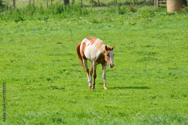 Obraz unusual white and tan horse grazing in an English field