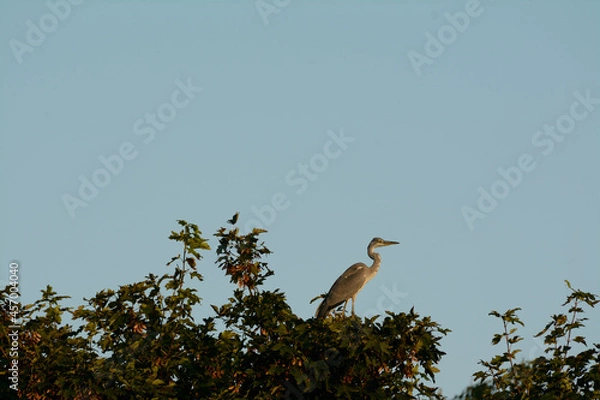 Obraz Grey heron in treetops surveying his hunting grounds
