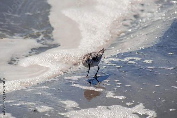 Obraz Sandpiper feeding on an Atlantic beach. Southern New Jersey beach town. 