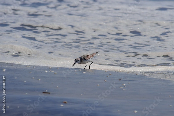 Obraz Sandpiper feeding on an Atlantic beach 3. Southern New Jersey beach town. 