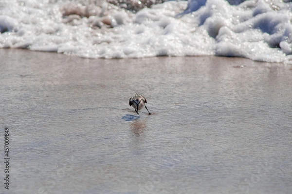 Obraz Sandpiper feeding on an Atlantic beach 5. Southern New Jersey beach town. 