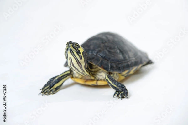 Obraz Wasserschildkröte