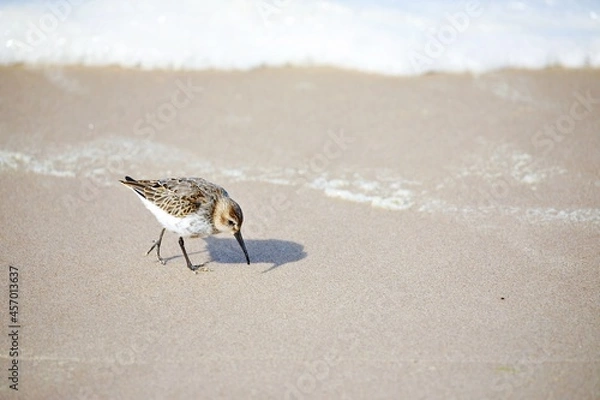 Obraz Strandläufer Vogel