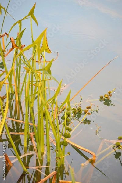 Fototapeta Sagittaria