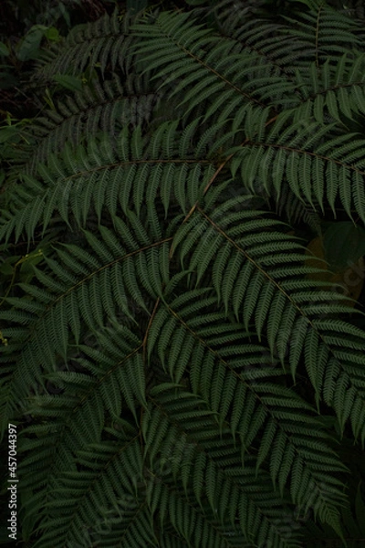 Obraz fern leaves