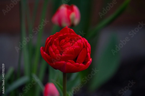 Obraz red tulip