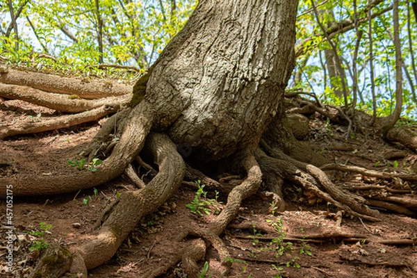 Obraz roots of a tree