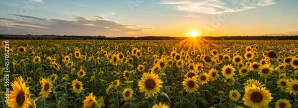 Obraz Beautiful sunset over sunflower field