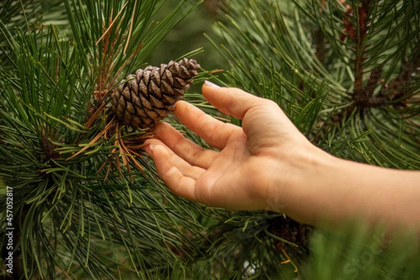 Obraz person holding a pine cone