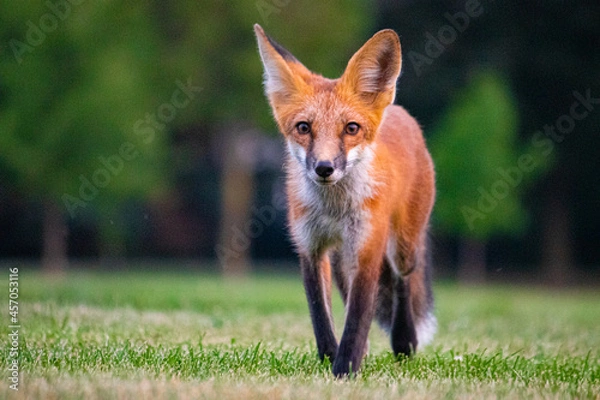 Fototapeta red fox in the wild