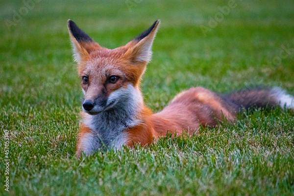 Fototapeta red fox in the grass