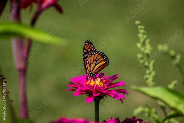 Obraz butterfly on flower