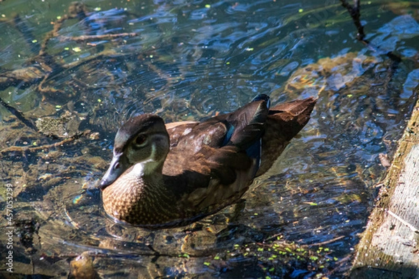 Fototapeta duck in the water