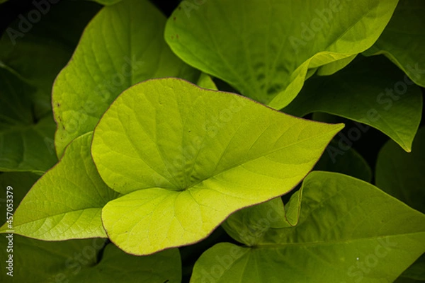 Fototapeta close up of green leaf