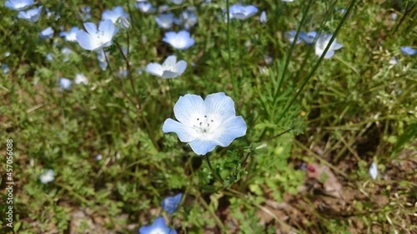 Obraz 花, 自然, 植える, とぶ, 庭, 全盛期, サマータイム, 咲く, 美しさ, マクロ, 花, 葉, ピンク, 植物, ネモフィラ, ウィルト, アネモネ, アップ, フローラル, 植物学, すごい, 紫, 植える, 美しい