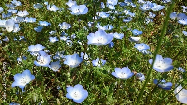 Obraz 花, 自然, 花, とぶ, 植える, 野原, 草, 咲く, サマータイム, 牧草地, 庭, 全盛期, 植物, アネモネ, 美しさ, 森, ウィルト, 季節, デイジー, ネモフィラ, マクロ, 植える, 植物学, 木, 葉