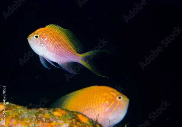 Fototapeta ハナゴンベ　ペア　久米島　旅行　海　魚　ダイビング