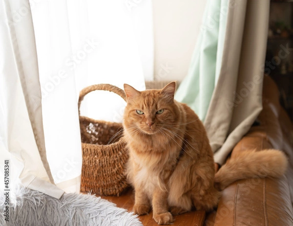 Fototapeta 座っている猫　茶トラ猫