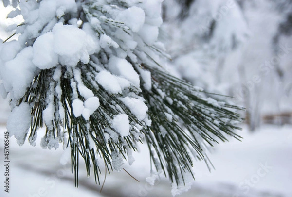 Obraz Pine snow-covered branch in a snowy forest