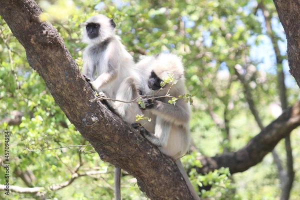 Obraz black and white squirrel