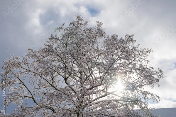 Fototapeta The sun shines through the foliage of a snowy tree