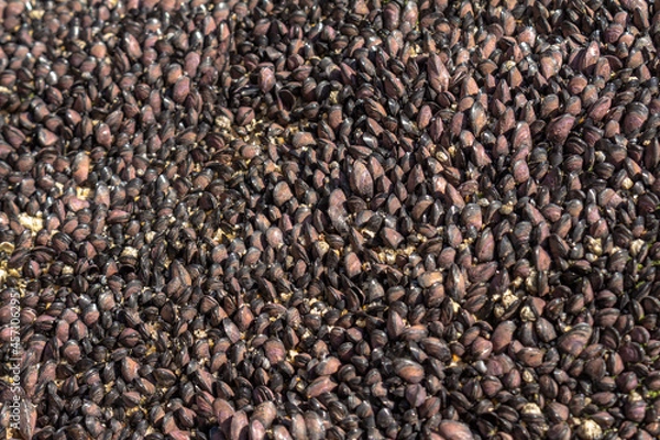 Fototapeta Black seashell forming a wall. Dead marine animals.