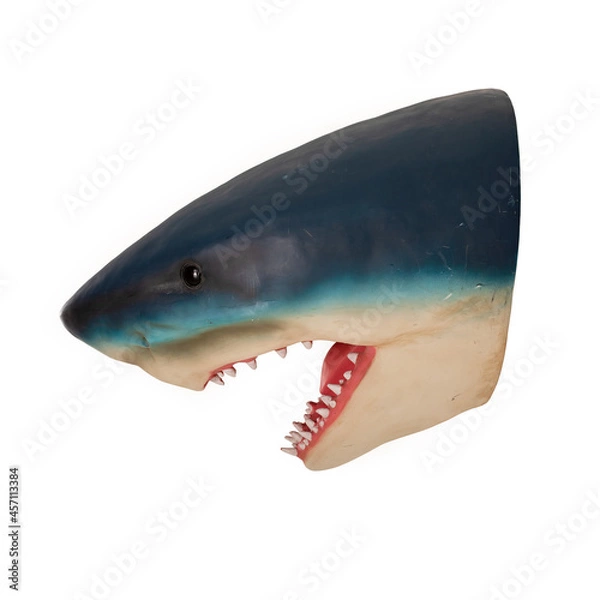 Obraz shark head model on white background
