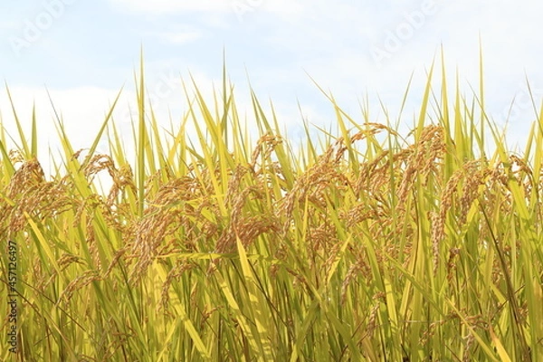 Obraz 黄金色に輝き、たわわに実った稲穂