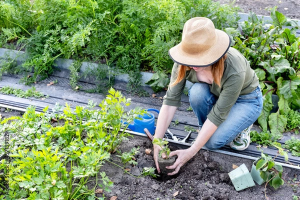 Fototapeta A young woman in a straw hat is engaged in gardening work, processes black soil before planting strawberry seedlings. Planting strawberry in the garden.