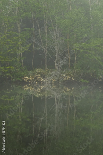 Obraz 霧の水辺に立って湖面に映り込んでいる白骨のような木