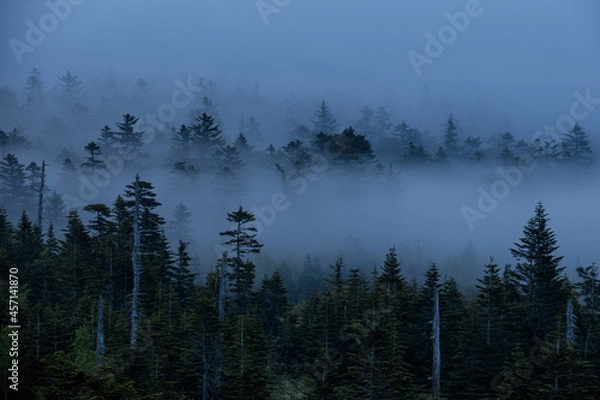 Obraz 朝靄の中から現れた針葉樹の森