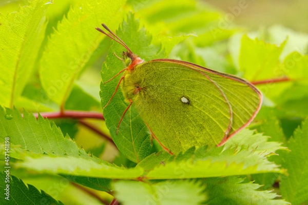 Obraz 高原で自分と同じ黄緑色の葉に止まっている赤い縁取り模様のミヤマモンキチョウ