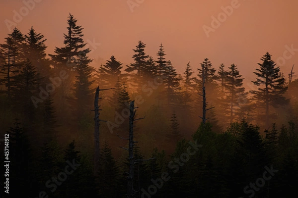 Obraz 朝陽に照らされてオレンジ色に染まっていく朝靄の森