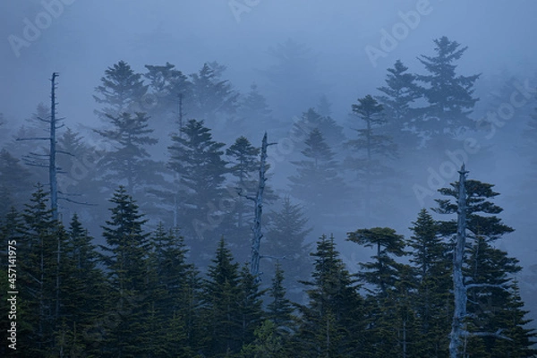 Obraz 霧が少しずつ晴れていき峠の森が現れた