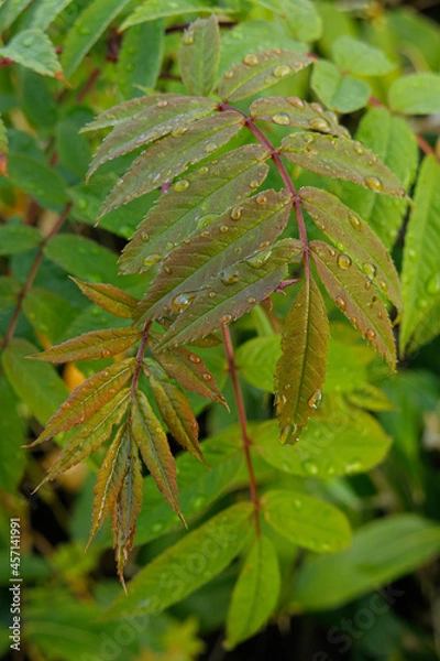 Obraz 朝露に濡れたナナカマドの新芽