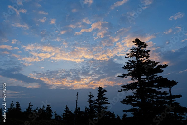 Obraz 峠に立ち並んだ針葉樹林の上空の雲が朝陽に色づいていく