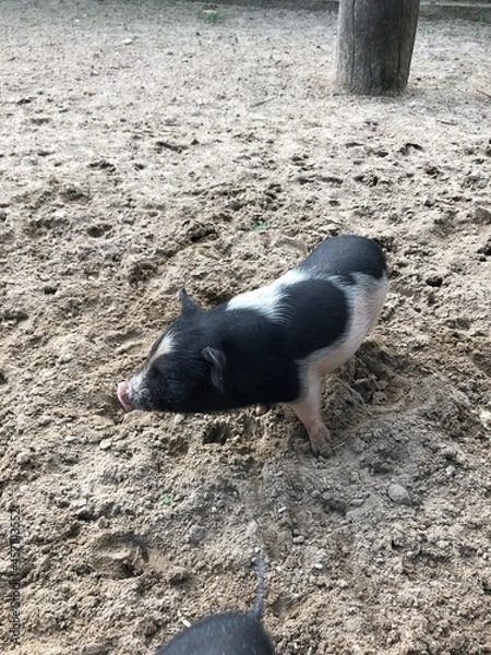 Obraz pig on the beach