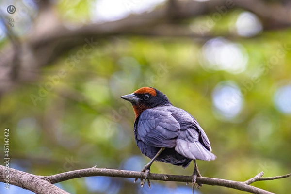 Obraz red winged blackbird