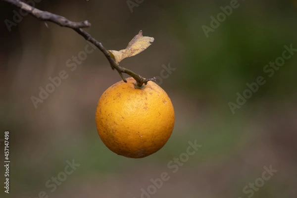 Obraz orange on a tree
