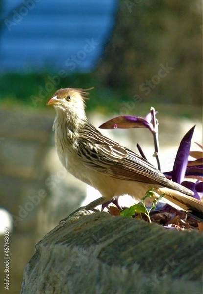 Fototapeta bird in the garden