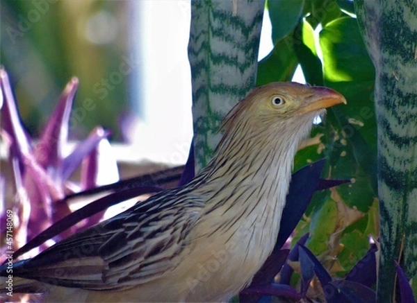 Fototapeta bird in the garden