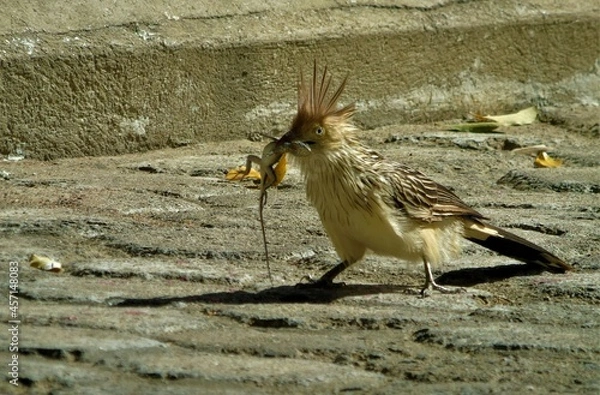 Obraz the gecko predator