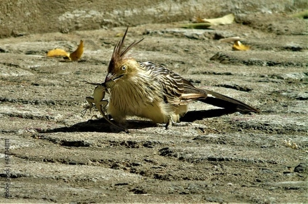 Fototapeta the gecko predator
