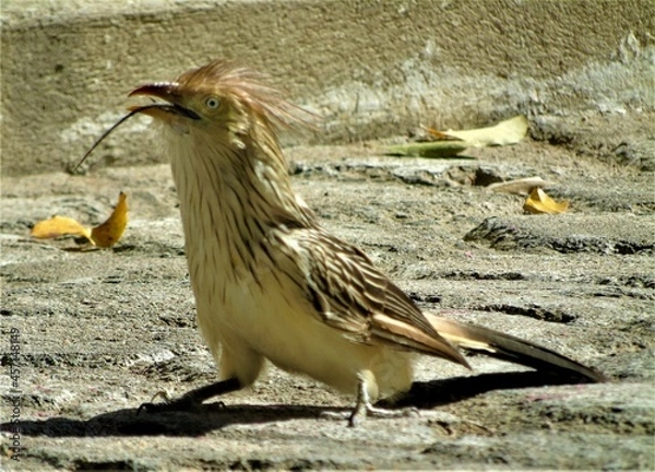 Fototapeta the gecko predator